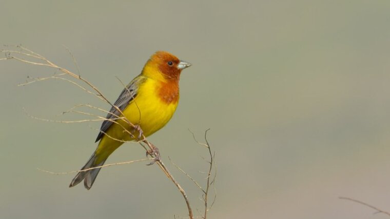 Braunkopfammer (Emberiza bruniceps)