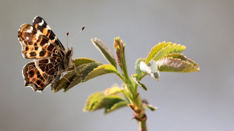 Map Butterfly (Araschnia levana)