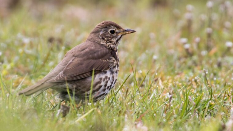 Song Thrush (Turdus philomelos)