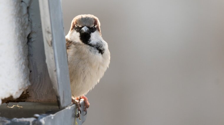 House Sparrow (Passer domesticus)
