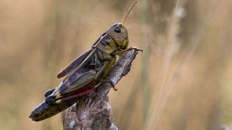 Large Banded Grasshopper (Arcyptera fusca)