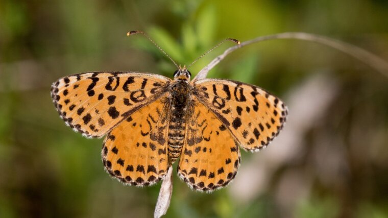 Spotted Fritillary (Melitaea didyma)