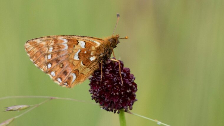 Cranberry Fritillary (Boloria aquilonaris)