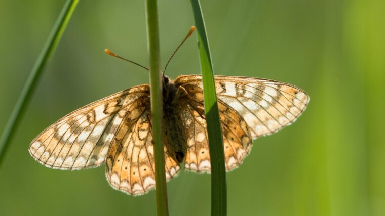 Marsh Fitillary (Euphydryas aurinia)