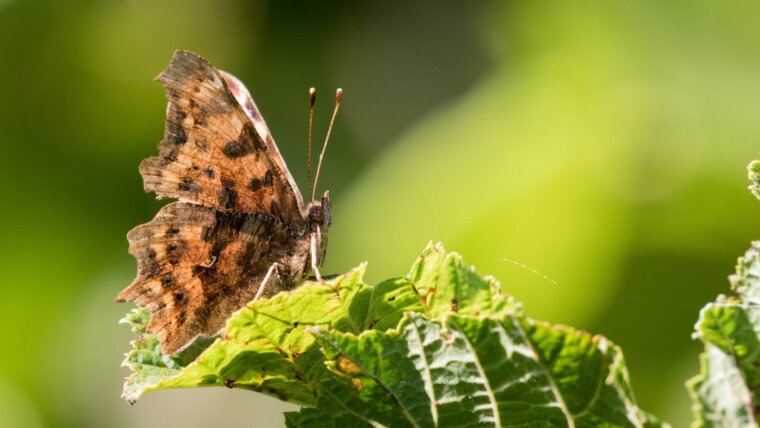 Comma Butterfly (Polygonia c-album)