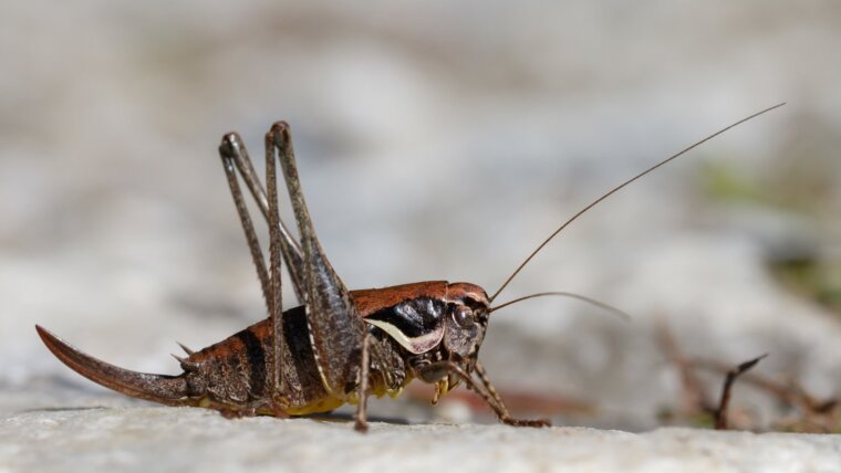 Meadow Dark Bush-cricket (Pholidoptera fallax)