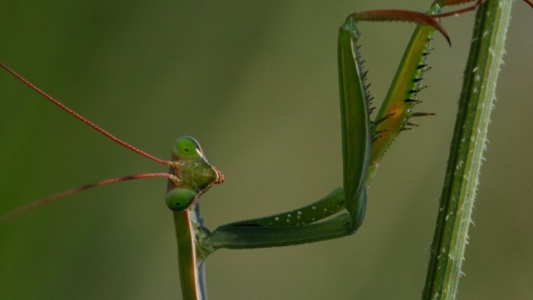 European mantis (Mantis religiosa)