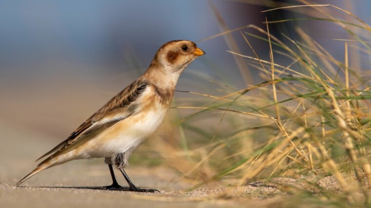 Snow Bunting (Plectrophenax nivalis)