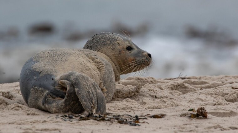 Harbor Seal (Phoca vitulina)