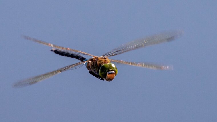 Lesser Emperor (Anax pathenope)