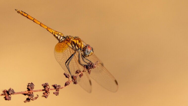 Violet Dropwing (Trithemis annulata)