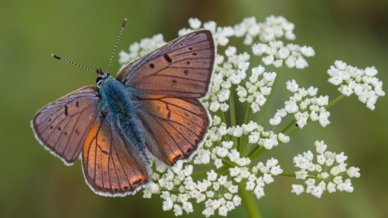 Purple-short Copper (Lycaena alciphron)