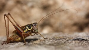 Bachufer-Beißschrecke (Roeseliana fedtschenkoi)