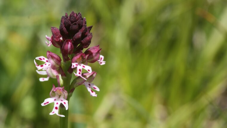 Burnt-tip orchid Neottinea ustulata