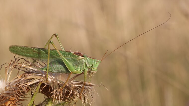 Great Green Bush-cricket (Tettigonia viridissima)