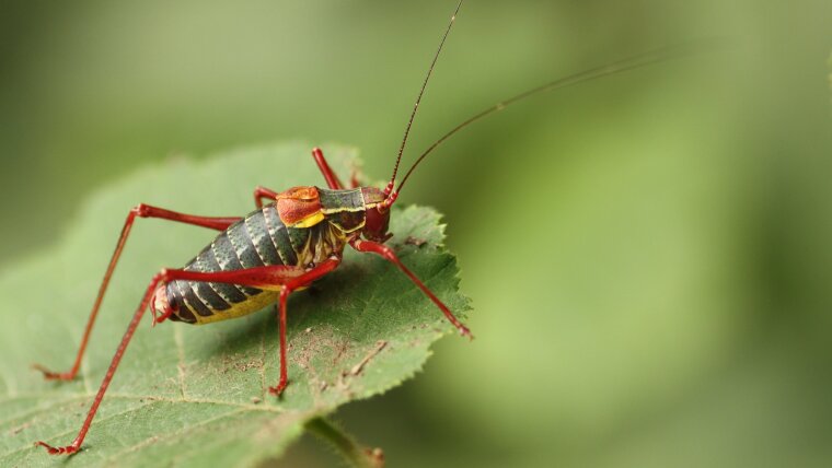 Southern Saw-tailed Bush-cricket )Barbitistes obtusus)