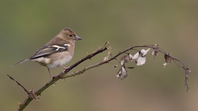 Common Chaffinch (Fringilla coelebs)