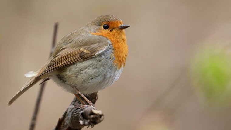 European Robin (Erithacus rubecula)