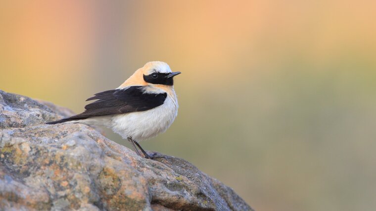 Western Black-eared Wheatear (Oenanthe hispanica)