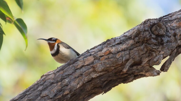 Western Spinebill (Acanthorhynchus superciliosus)