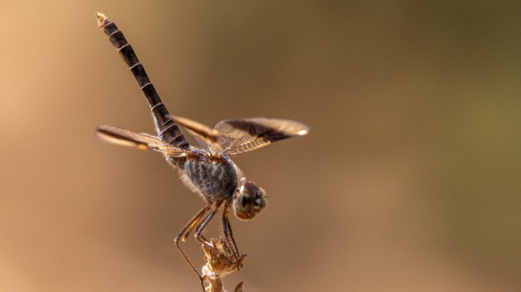 Banded Groundling (Brachythemis leucosticta)