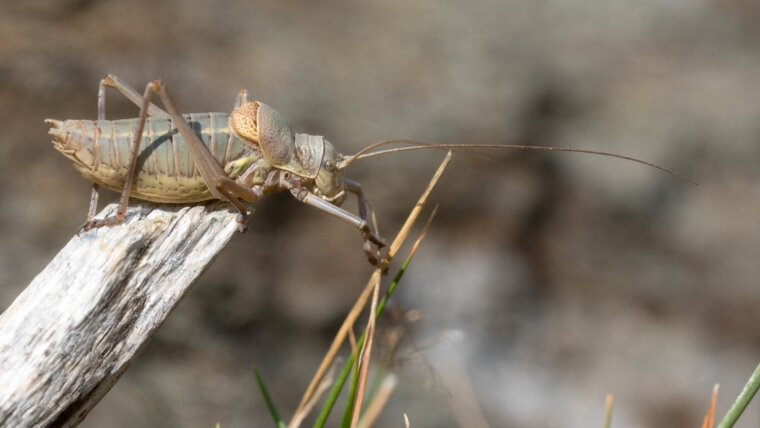 Alpine Saddle-backed Bush-cricket (Ephippiger terrestris)