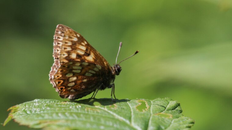 Duke of Burgundy (Hamearis lucina)