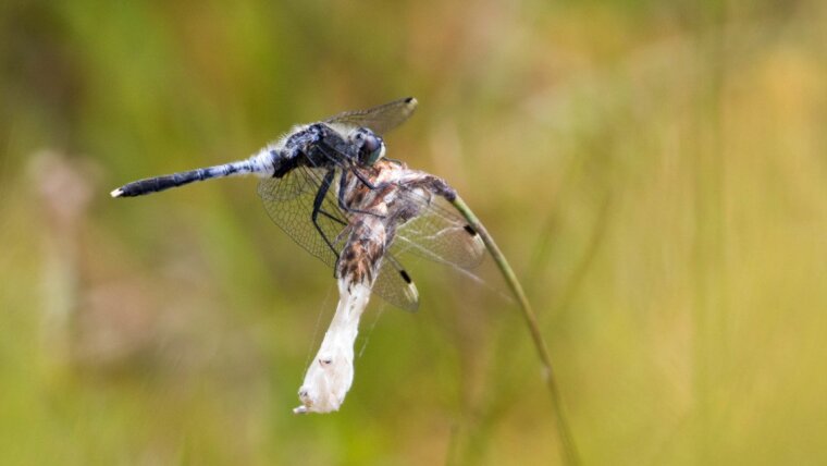 Dark Whiteface (Leucorrhinia albifrons)