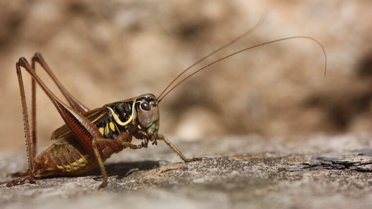 Fedtschenkoi's Bush-cricket (Roeseliana fedtschenkoi)