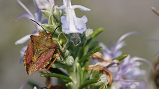 Sting Bug (Antheminia varicornis)