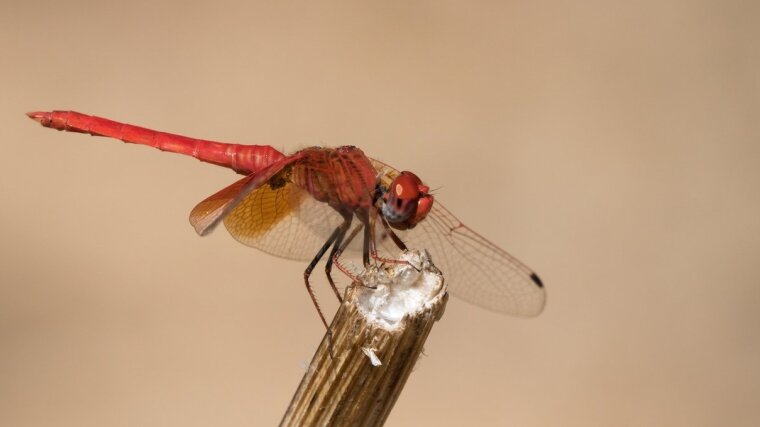 Orange-winged Dropwing (Trithemis kirbyi)