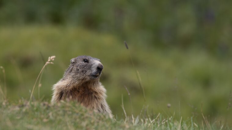 Alpine Marmot (Marmota marmota)