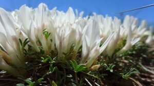 Astragalus