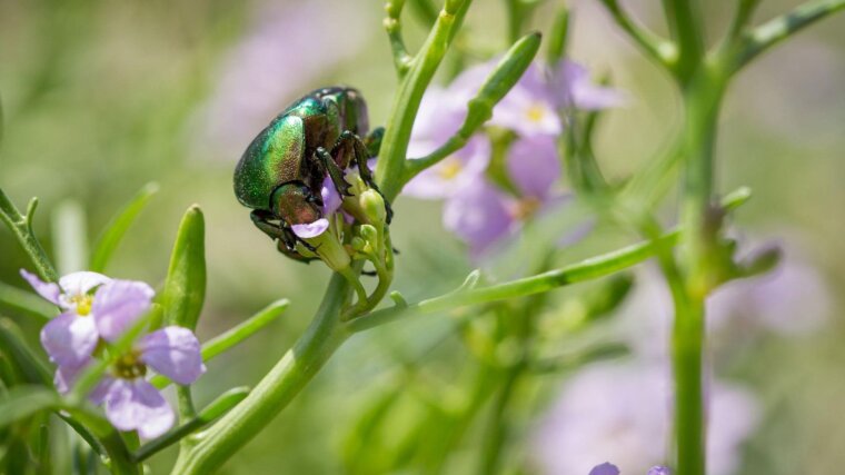 Insekten, hier ein Rosenkäfer, werden gemonitort, weil sie Rückschlüsse auf das Ökosystem erlauben.
