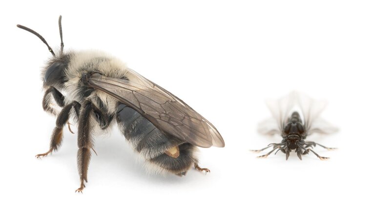 Stylops ovinae: Ein Weibchen ragt aus dem Hinterleib seines Wirts heraus (l.); ein Männchen (r.).