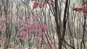 Winterforest in Korea