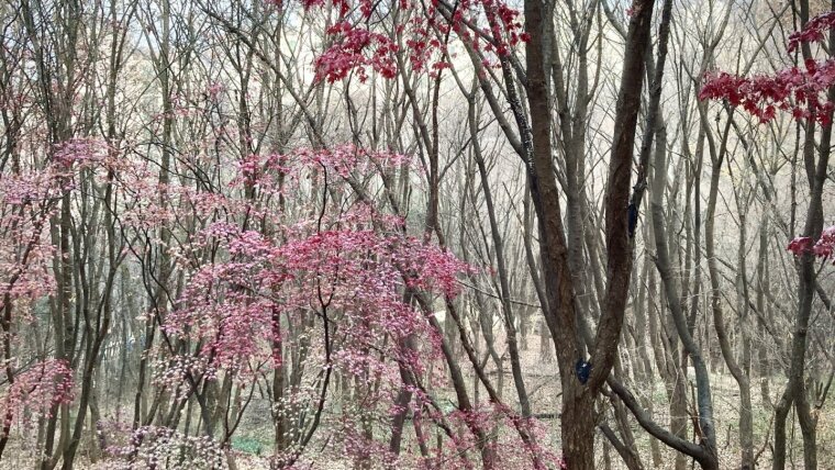 Winterforest in Korea