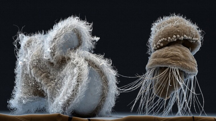 Pillidium larva of a marine cordworm (l.) and a larva of a marine brachiopod (r.).