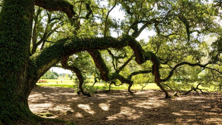 Oak Alley Plantation
