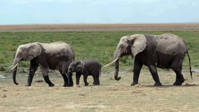 Elephants have to spend a lot of time cooling down their muscles, which lowers their speed.