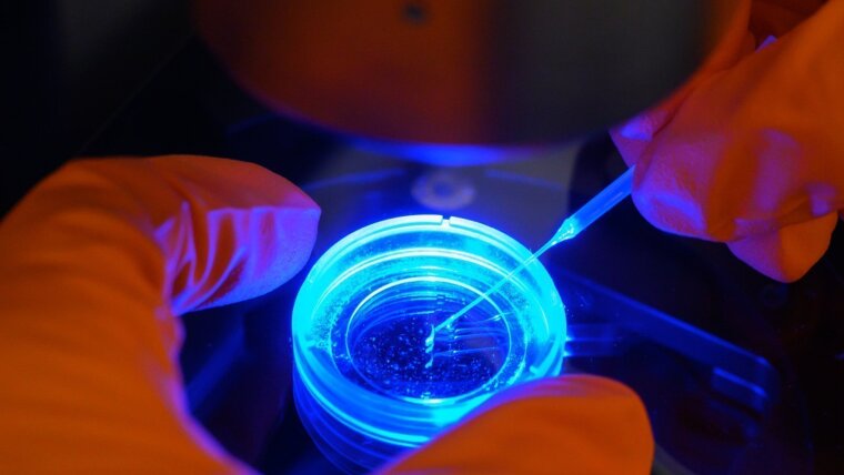 Forscher:in untersucht an einem Zeiss-Stereo-Fluoriszenz-Mikroskop die Entwicklung der Blutgefäße im Kopf einer Fischlarve