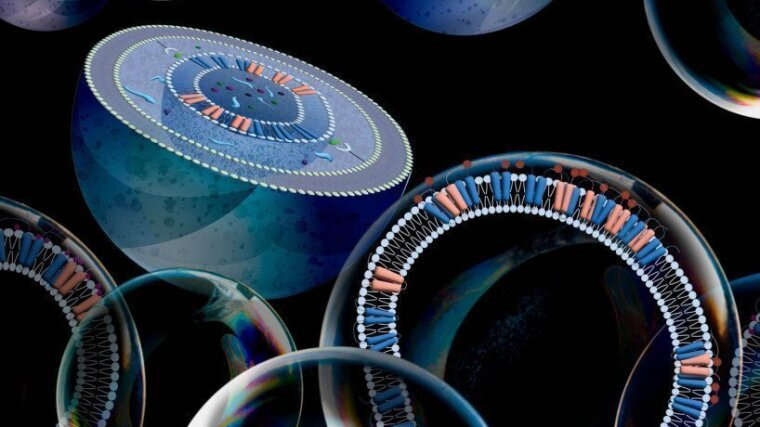 Illustration (detail) of the dynamic remodelling of the endoplasmic reticulum.