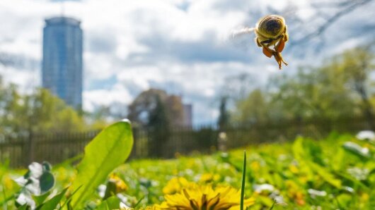 Bee in a park in Jena