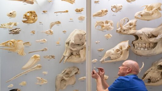 Vitrine mit Schädeln im Phyletischen Museum