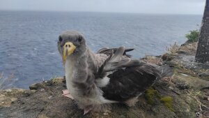 Cory Shearwater (Calonectris bolearis)