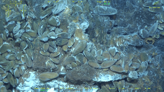 Bathimodiolus azoricus