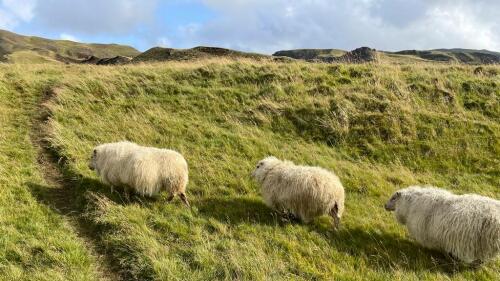 Islandschafe auf Wanderung