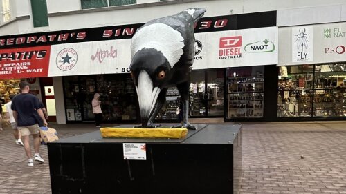 Statur eines Magpie-Vogels.