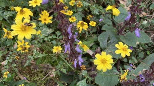 Die Addis Blume