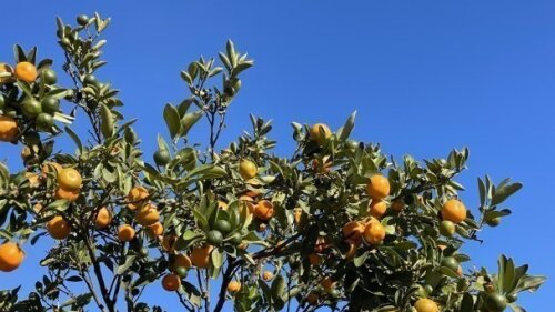 Orangen